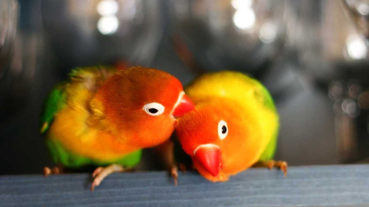 la gruccia del pappagallo