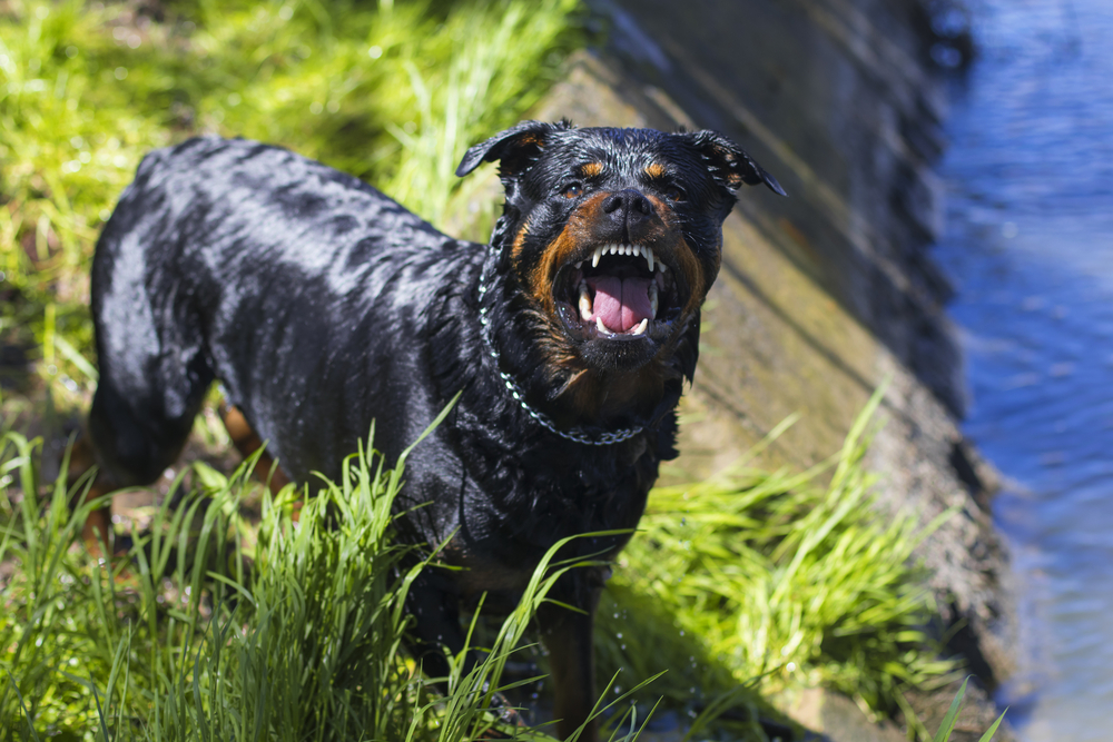 Le 20 Razze Di Cane Considerate Più Pericolose Io E Il Mio