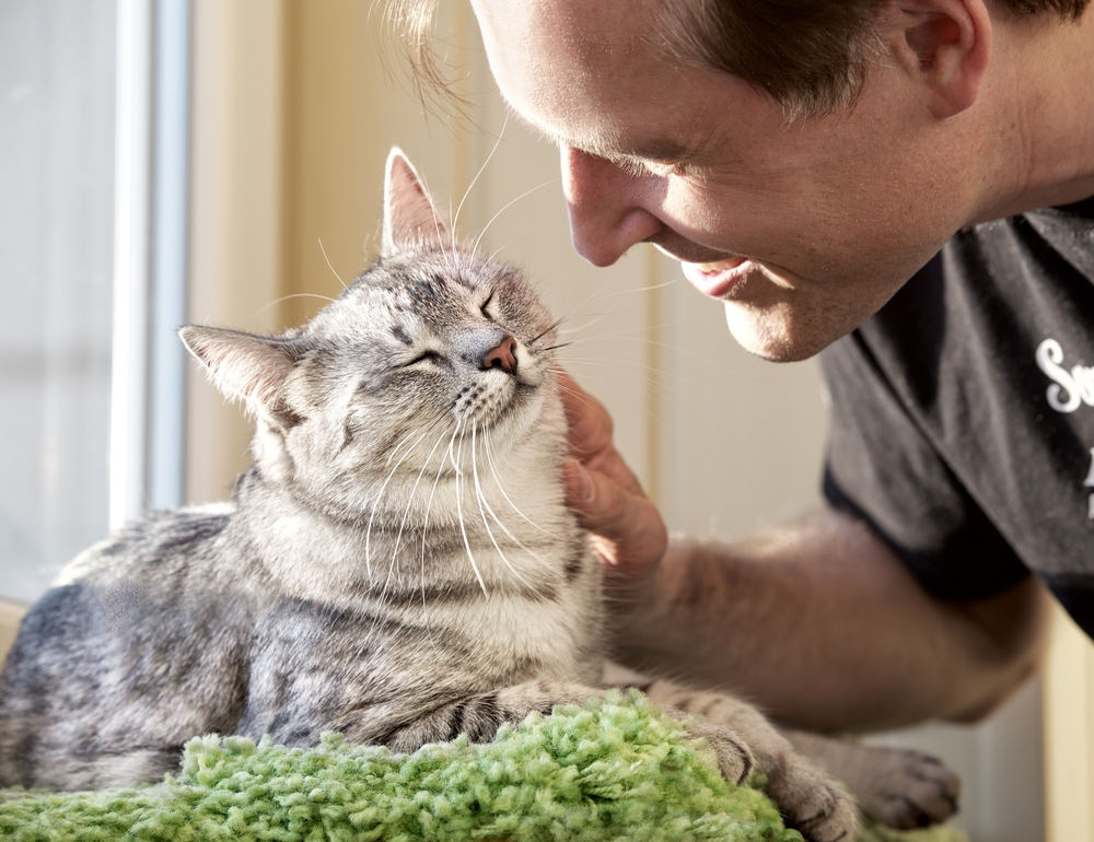 5 consigli per lasciare con tranquillità il vostro amico in una pensione per gatti - Io e il mio Animale