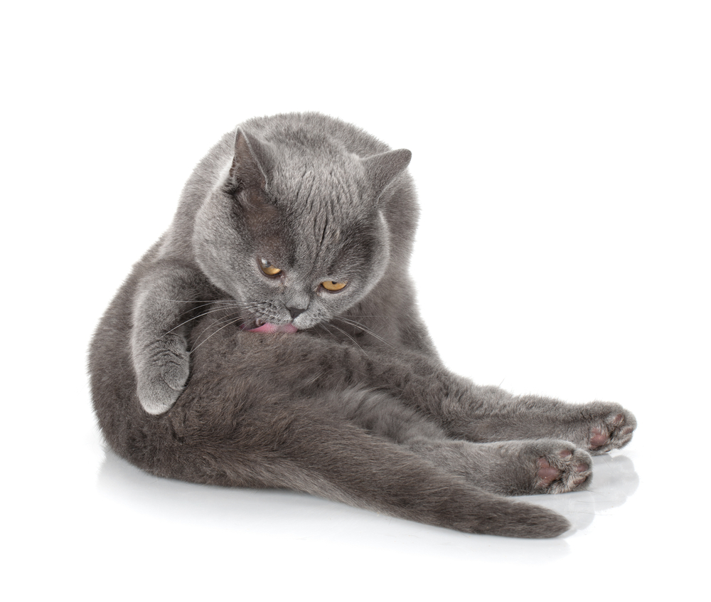 Pulci del gatto: 5 segnali ai quali fare attenzione io e il mio ... Pulce nera