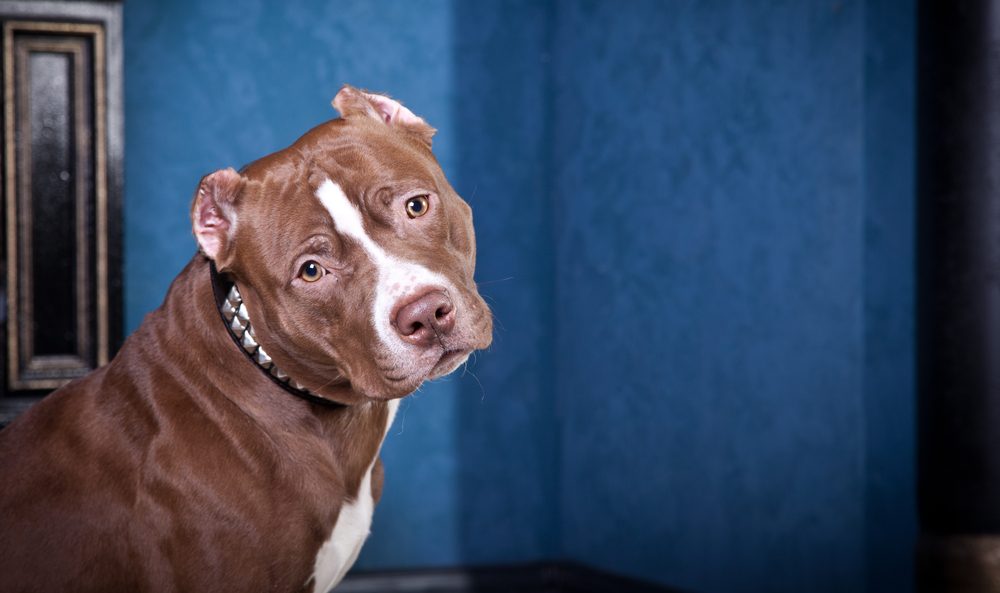 Featured image of post Pitbull Fino You can also upload and share your favorite pitbull dog wallpapers