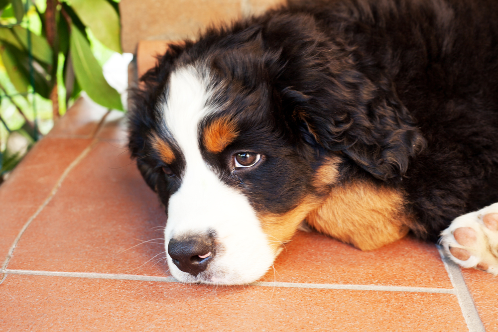 Bovaro del Bernese carattere, standard e cose da sapere Io e il mio