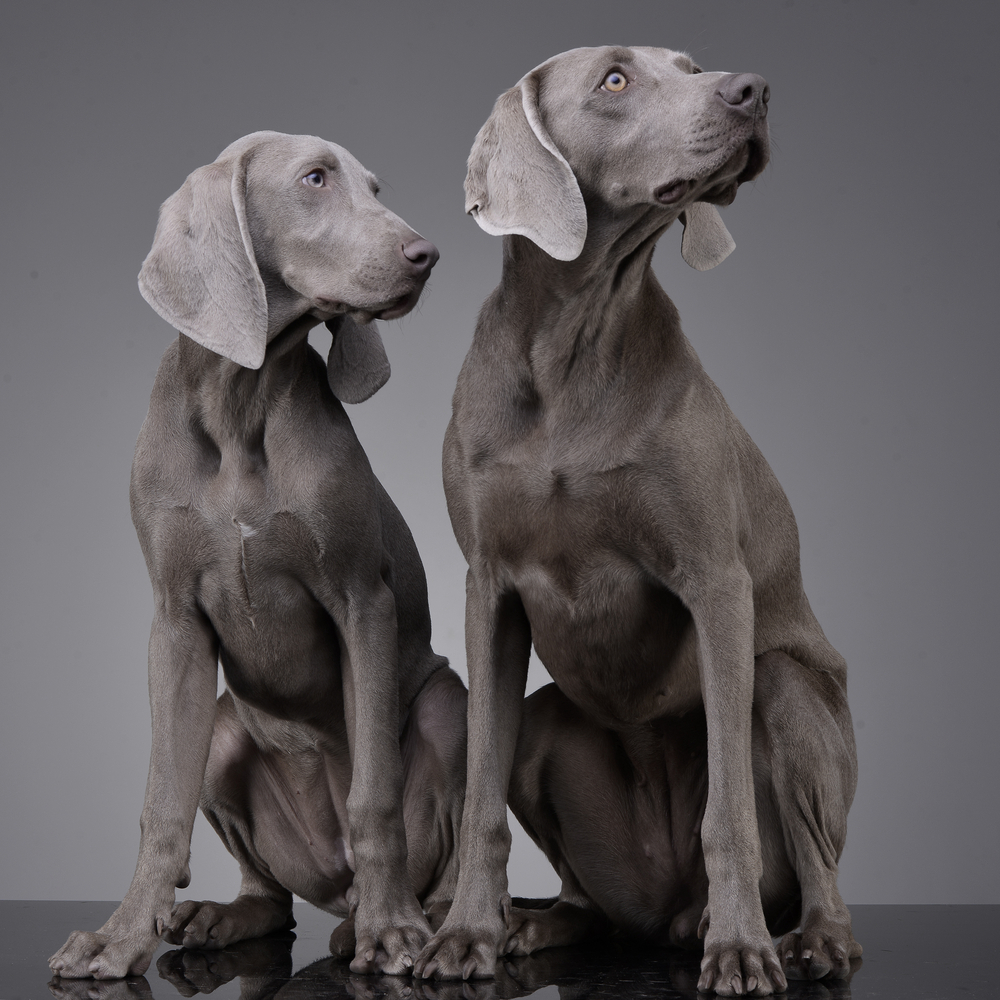 studio-shot-of-two-adorable-weimaraner-s