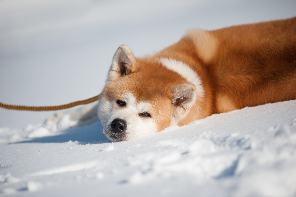 Akita Inu Carattere Standard E 10 Cose Che Non Sapevi Io E Il