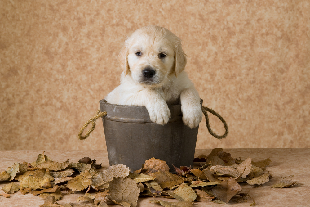 Miniature Golden Retriever Carattere Standard E Cose Da Sapere Io E Il Mio Animale