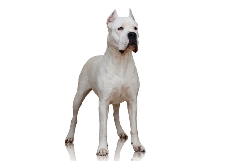 Dogo argentino carattere, standard e 10 cose che non sapevi Io e il